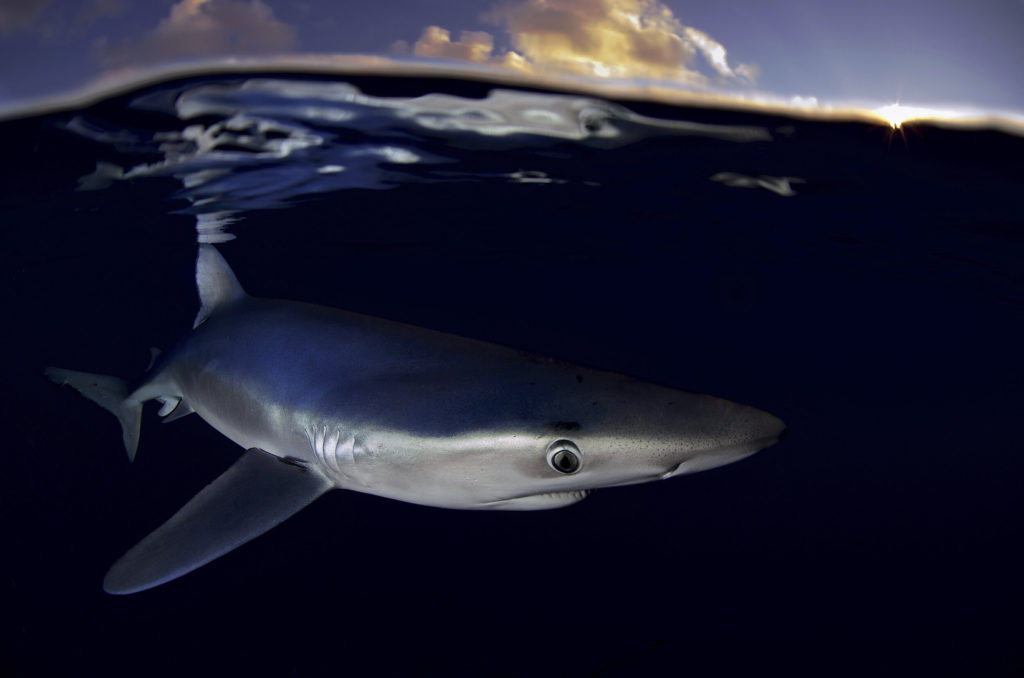 North Atlantic shark population decline