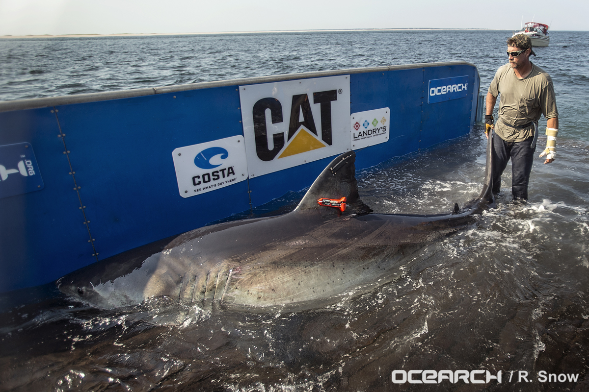 Shark return. Мексиканский залив акулы. OCEARCH.org акулы. Белая акула в мексиканском заливе. Отслеживание акул.