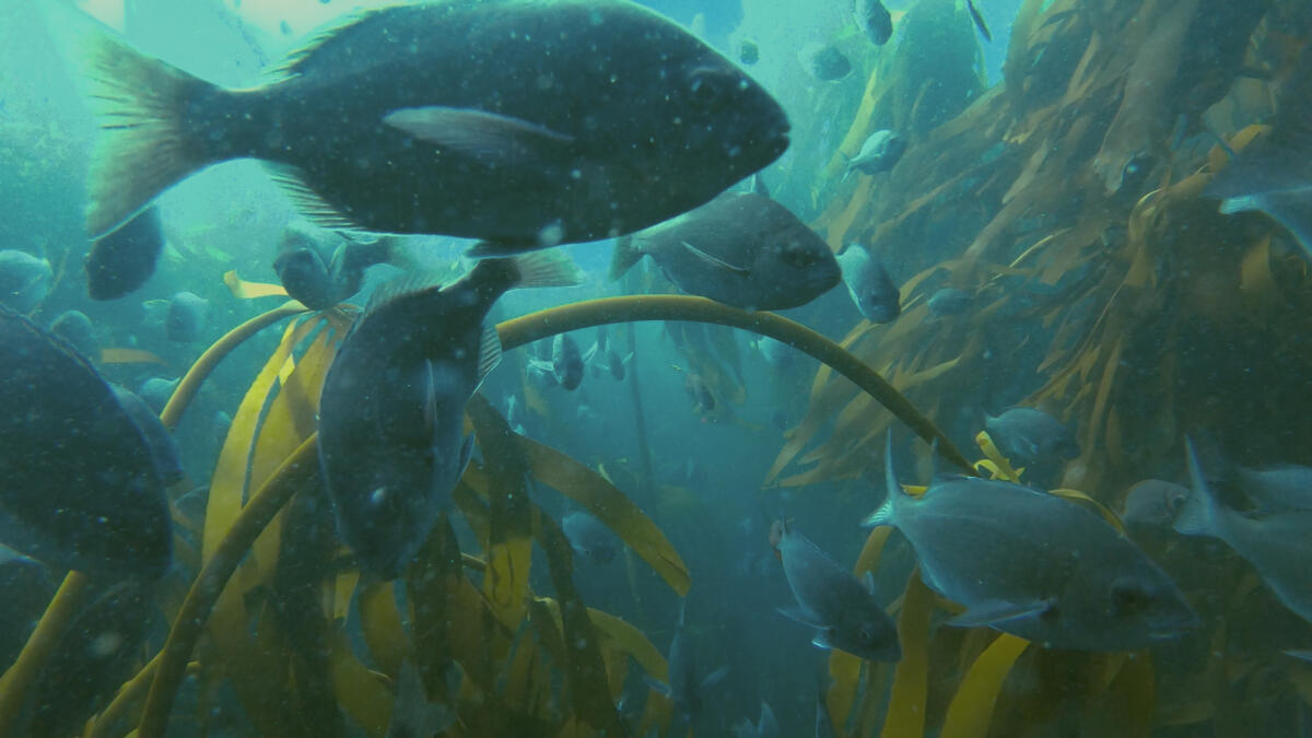 WhenSharksAttack_Ep604_CapeTerror_WhenSharksAttack_LR_009