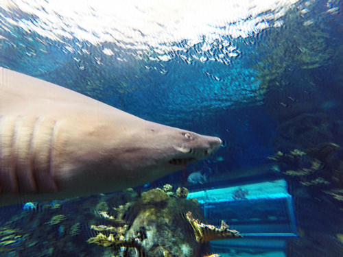 DCIM103GOPRO