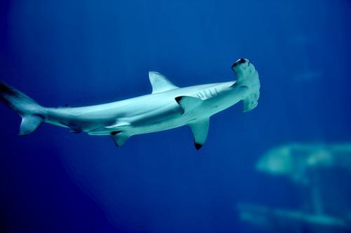 1024px-Scalloped_hammerhead_at_Burgers_Zoo