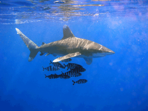 1200px-Oceanic_Whitetip_Shark