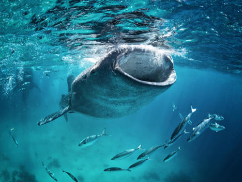 #17 Whale shark (Stegostoma fasciatum) (c) Shutterstock
