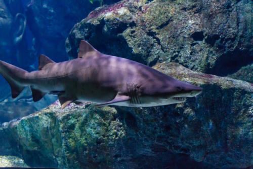 #19 Sand tiger shark (Carcharias taurus) (c) Shutterstock