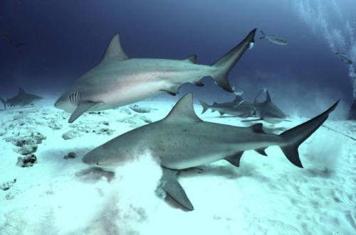 2-tank-bull-shark-dive-in-playa-del-carmen-in-playa-del-carmen-420085