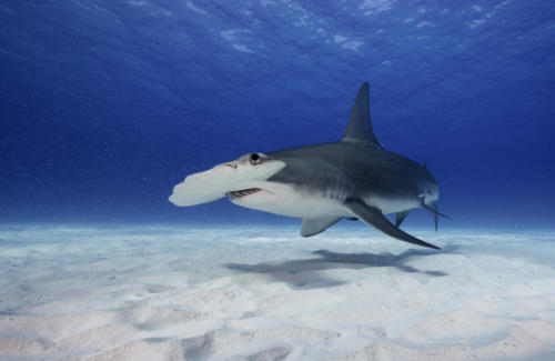 #22 Great hammerhead (Sphyrna mokarran) (c) Shutterstock