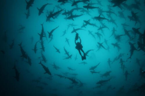 50ShadesOfShark_24HoursWithSharks_10