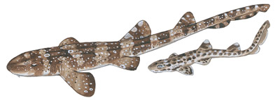 51-WHITESPOTTED-BAMBOO-SHARK-CHILOSCYLLIUM_PLAGIOSUM_AND_JUVENILE