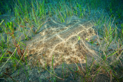 Angelsharks lie on the seabed covered in sand to ambush unsuspecting prey such as fish, crustaceans and molluscs (c) Michael Sealey (1)