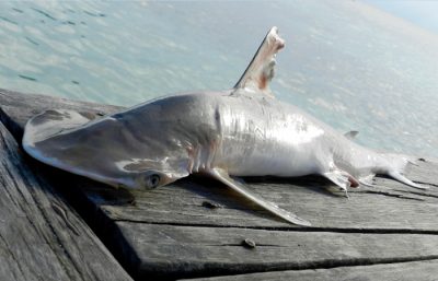 Bonnethead-shark-South-Water-Caye-400x257.jpg