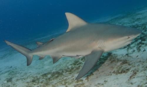 Bull Shark, Carcharhinus leucas, Playa del Carmen, Mexico, Caribbean Sea.