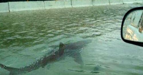 Houston-Texas-Flood-Shark-Photo-Fake-News