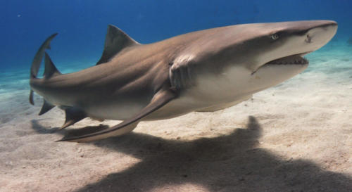 Lemonshark