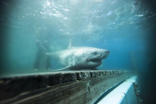 Ocearch_Cabot