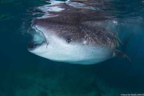 OslobWhaleShark