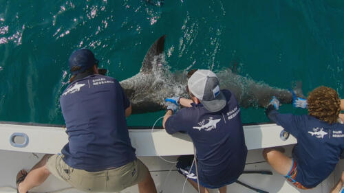 SharksOfTheBermudaTriangle_LR_04