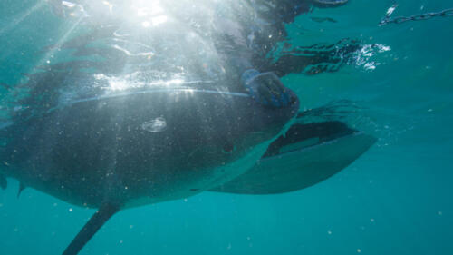 SharksVsDolphinsBloodBattle_DolphinsVsSharks_10