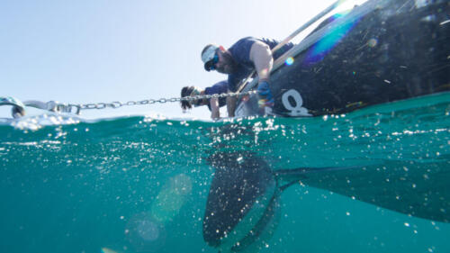 SharksVsDolphinsBloodBattle_DolphinsVsSharks_12