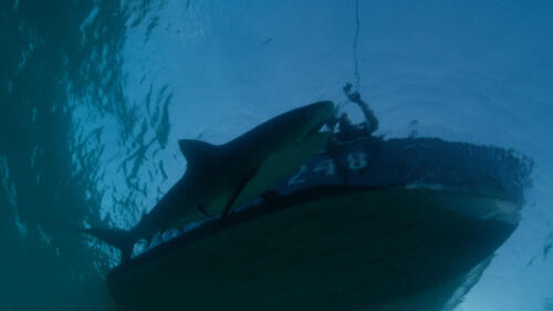 SharksVsDolphinsBloodBattle_DolphinsVsSharks_13