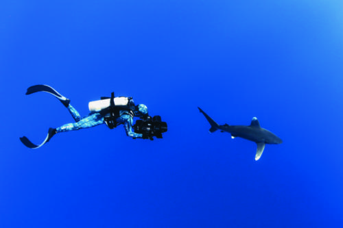 SharkwaterExtinction_RobStewart_Filming_OceanicWhiteTipShark