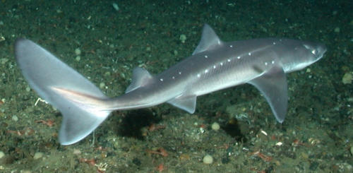 Spiny_dogfish