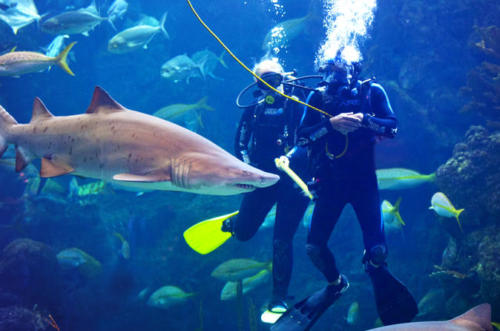 dive-with-the-sharks-at-the-florida-aquarium-in-tampa-bay-in-tampa-163953