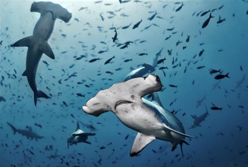 hammerheads