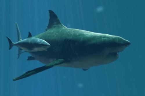 megalodon