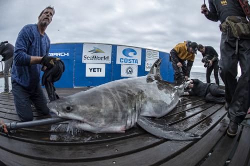 ocearch