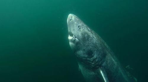 This ancient shark is said to be the world’s oldest living ver