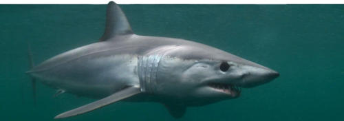 shortfin_mako_joe_romeiro_web