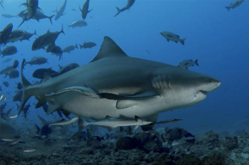 ultimate-shark-encounter-two-tank-dive-from-pacific-harbour-in-pacific-harbour-610713