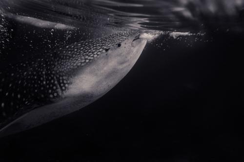 whale-shark-2564091_960_720