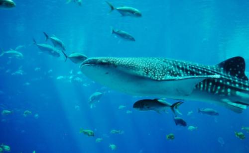 whale-shark-281497_1920