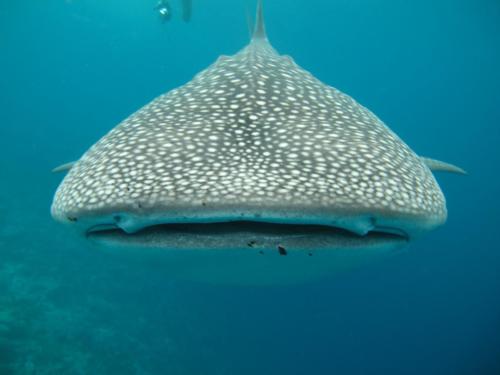 whale-shark-363623_1280