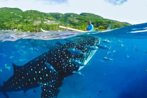 whaleshark