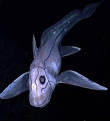 220px-Deep sea chimaera